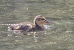 Thumbnail Image for Gallery Ducks