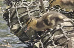 Thumbnail Image for Gallery Ducks