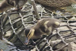 Thumbnail Image for Gallery Ducks